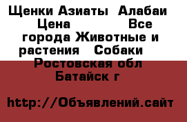 Щенки Азиаты (Алабаи) › Цена ­ 20 000 - Все города Животные и растения » Собаки   . Ростовская обл.,Батайск г.